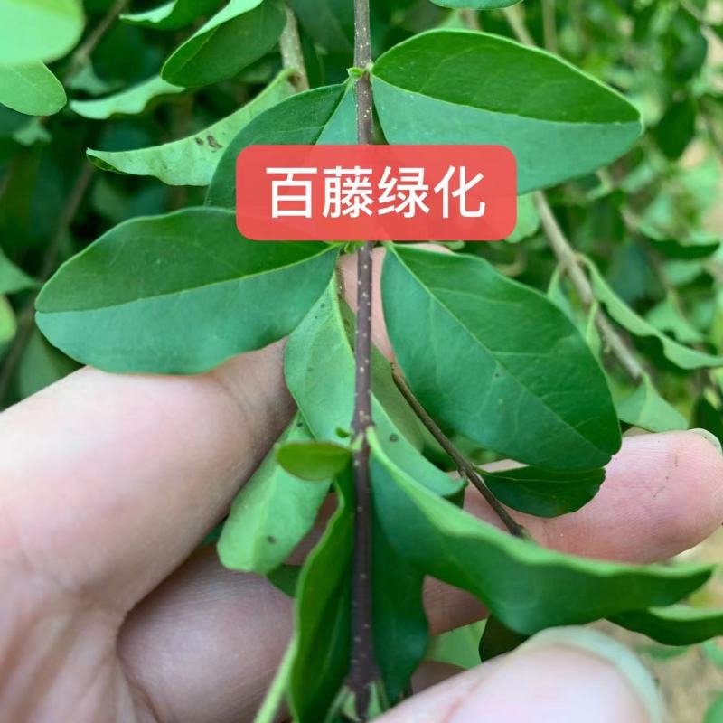 小叶女贞苗高度40-50厘米绿篱苗木便宜耐寒好活