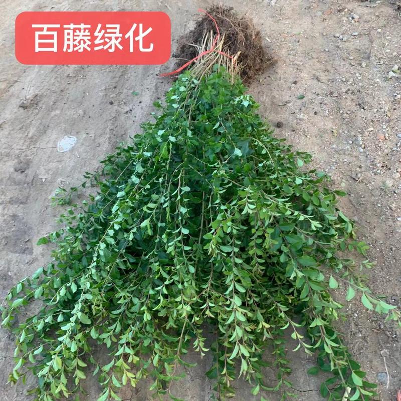 小叶女贞苗高度40-50厘米绿篱苗木便宜耐寒好活