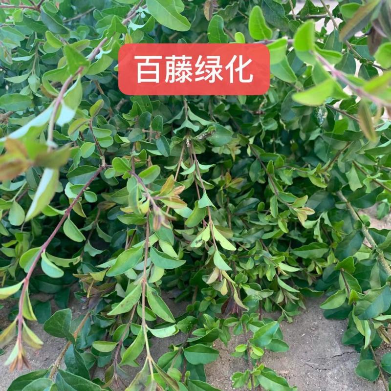 小叶女贞苗高度40-50厘米绿篱苗木便宜耐寒好活