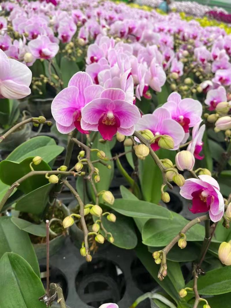 蝴蝶兰宝贝3.5寸AA级带枝蝴蝶兰