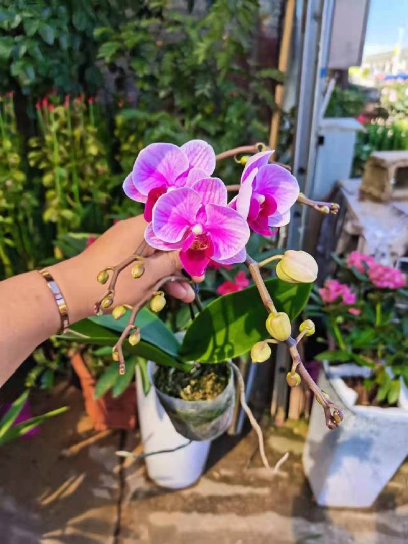 蝴蝶兰宝贝3.5寸AA级带枝蝴蝶兰