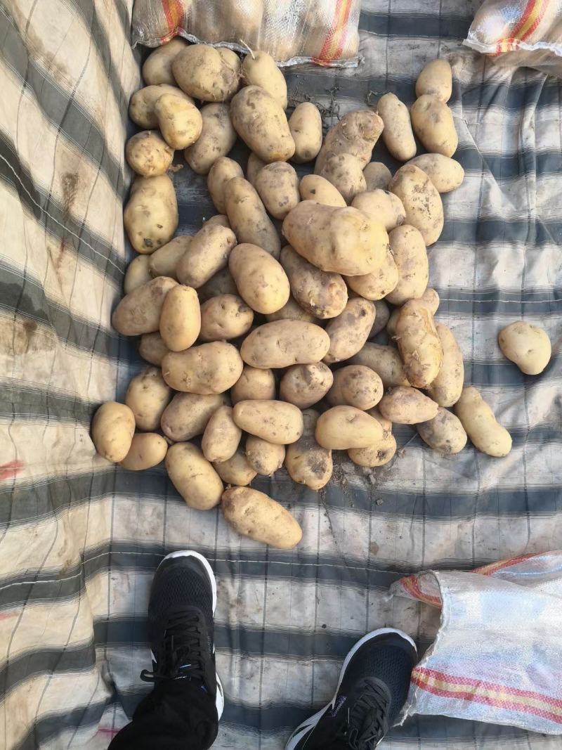 常年供应土山东荷兰十五土豆商超电商批发市场及加工