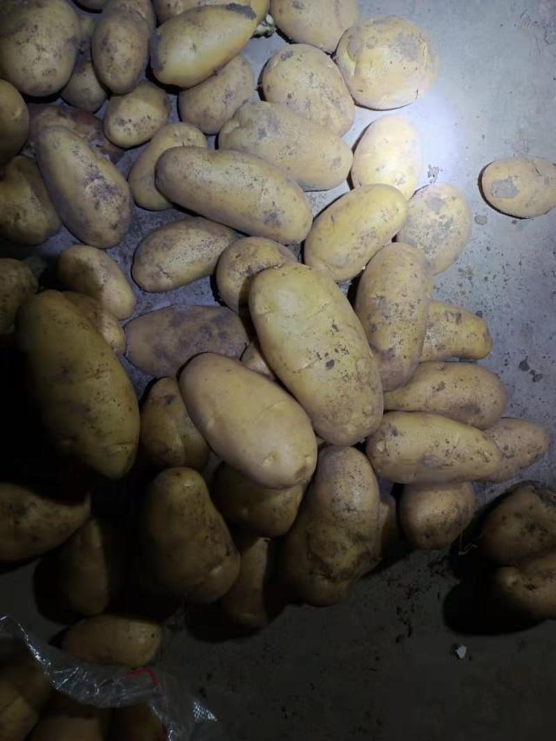 常年供应土山东荷兰十五土豆商超电商批发市场及加工