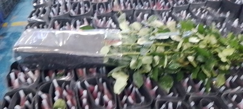卡罗拉，自由，新娘，高原红，其它红玫等都有