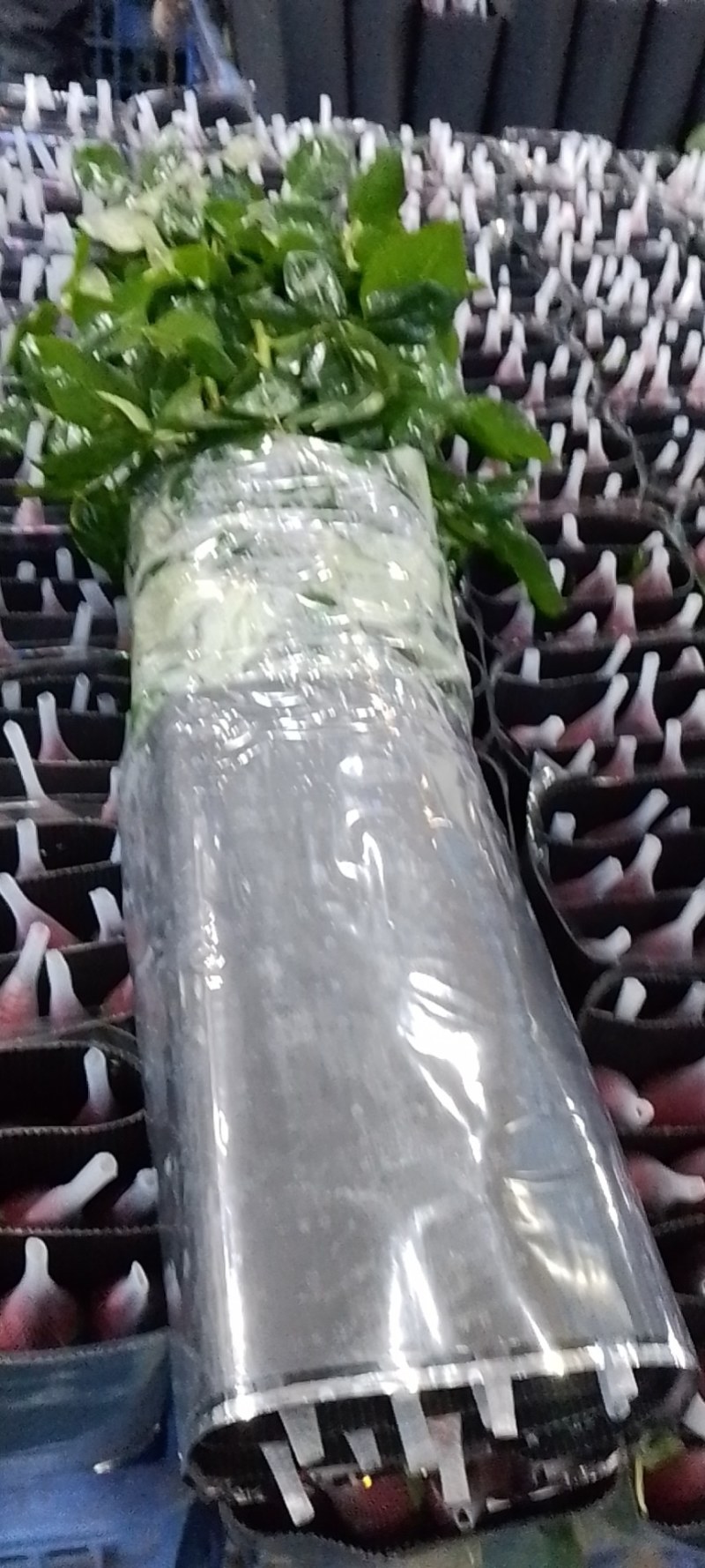 卡罗拉，自由，新娘，高原红，其它红玫等都有