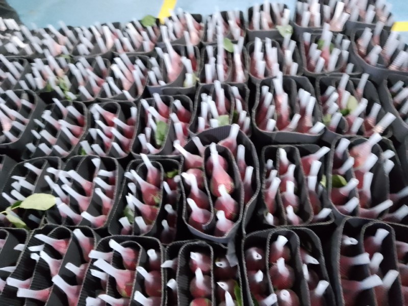 卡罗拉，自由，新娘，高原红，其它红玫等都有