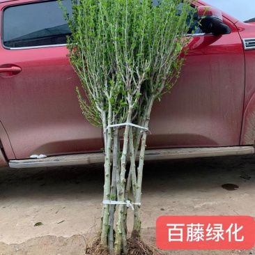 木槿树苗行道树木落叶乔木好活耐寒苗木1-2米高可视频看货
