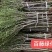 木槿树苗行道树木落叶乔木好活耐寒苗木1-2米高可视频看货