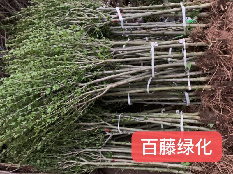 木槿树苗行道树木落叶乔木好活耐寒苗木1-2米高可视频看货