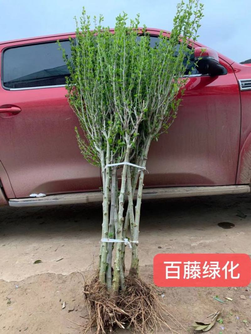 木槿树苗行道树木落叶乔木好活耐寒苗木1-2米高可视频看货