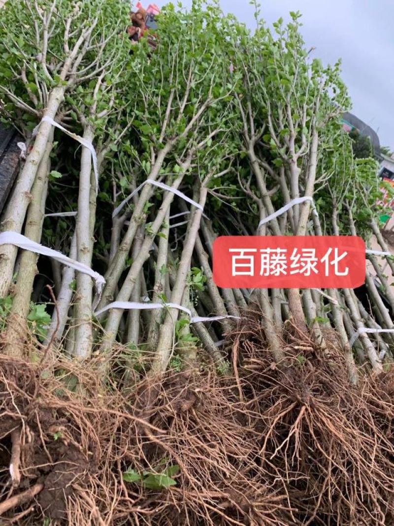木槿树苗行道树木落叶乔木好活耐寒苗木1-2米高可视频看货