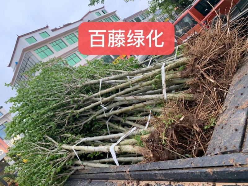 木槿树苗行道树木落叶乔木好活耐寒苗木1-2米高可视频看货