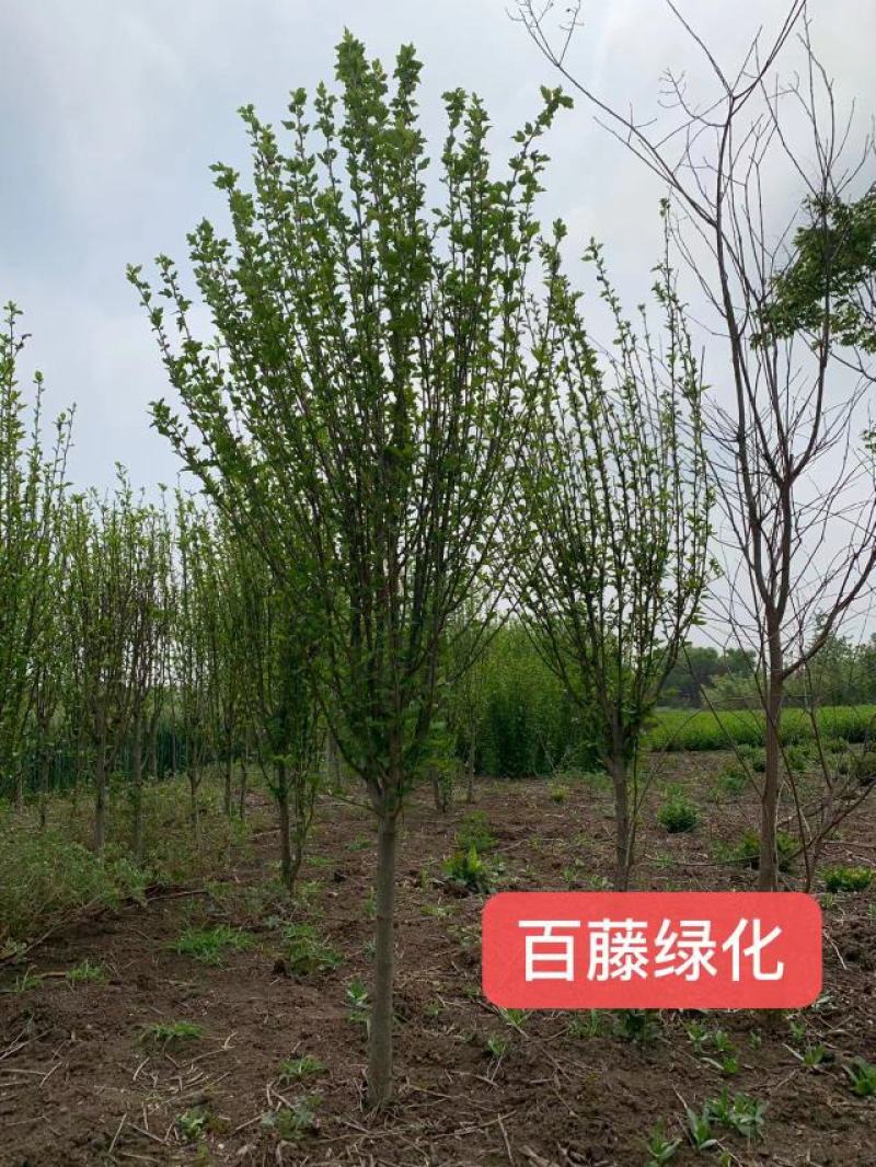 木槿树苗行道树木落叶乔木好活耐寒苗木1-2米高可视频看货