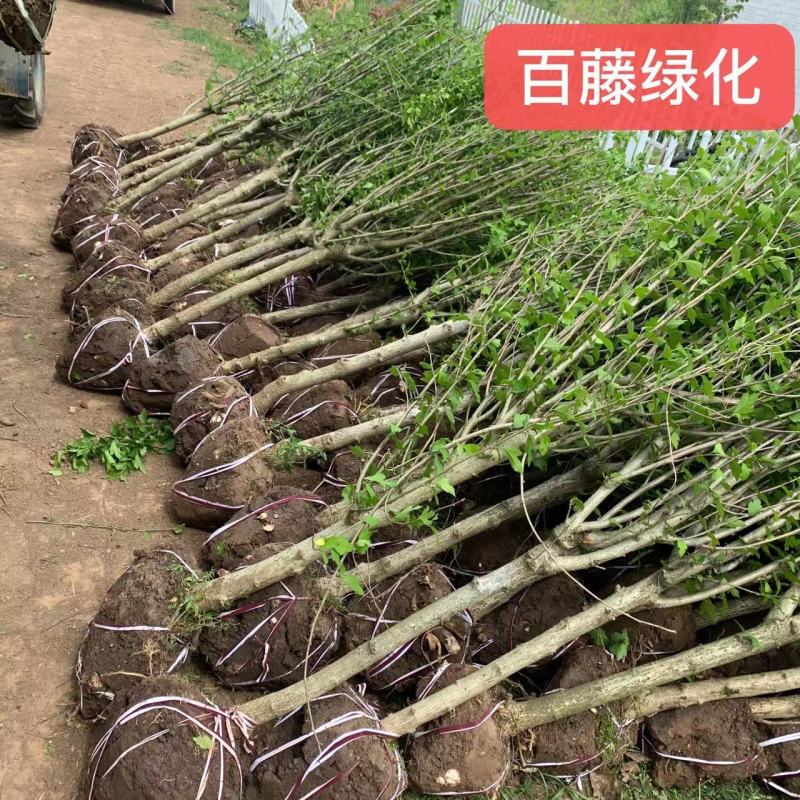 木槿树苗行道树木落叶乔木好活耐寒苗木1-2米高可视频看货