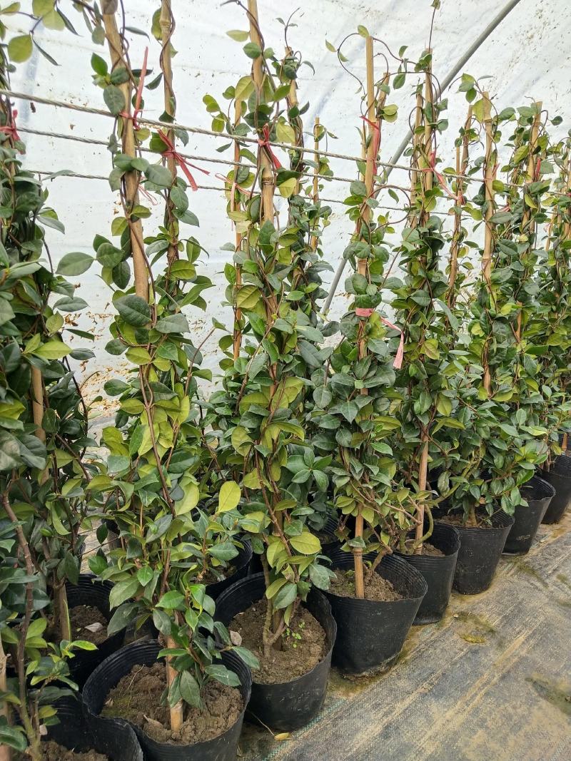 风车茉莉1米高银丝茉莉络石藤爬藤茉莉花