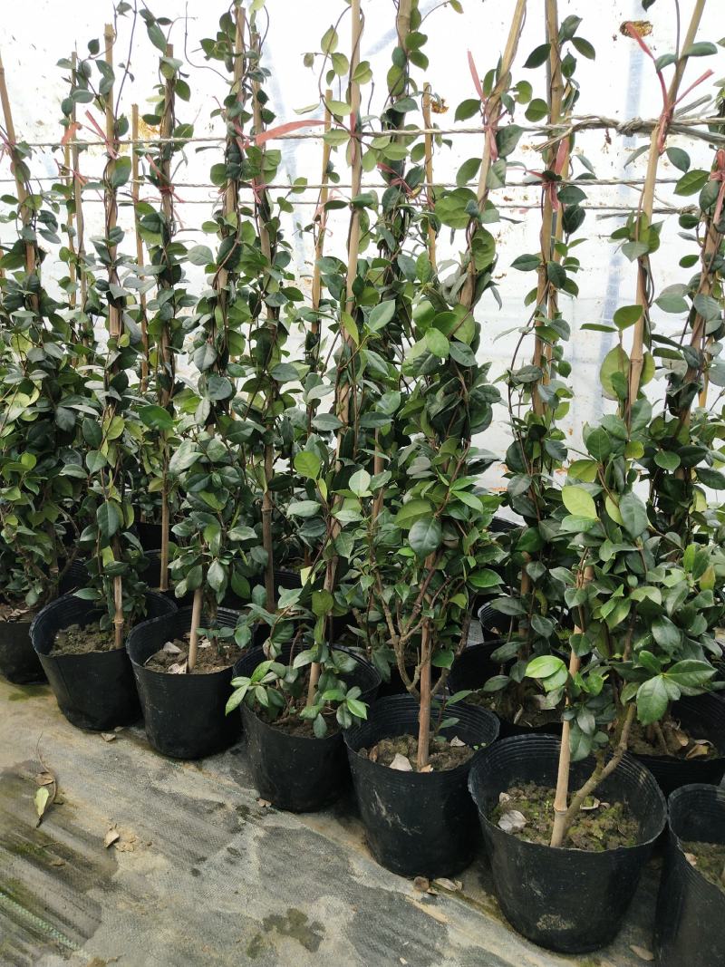 风车茉莉1米高银丝茉莉络石藤爬藤茉莉花