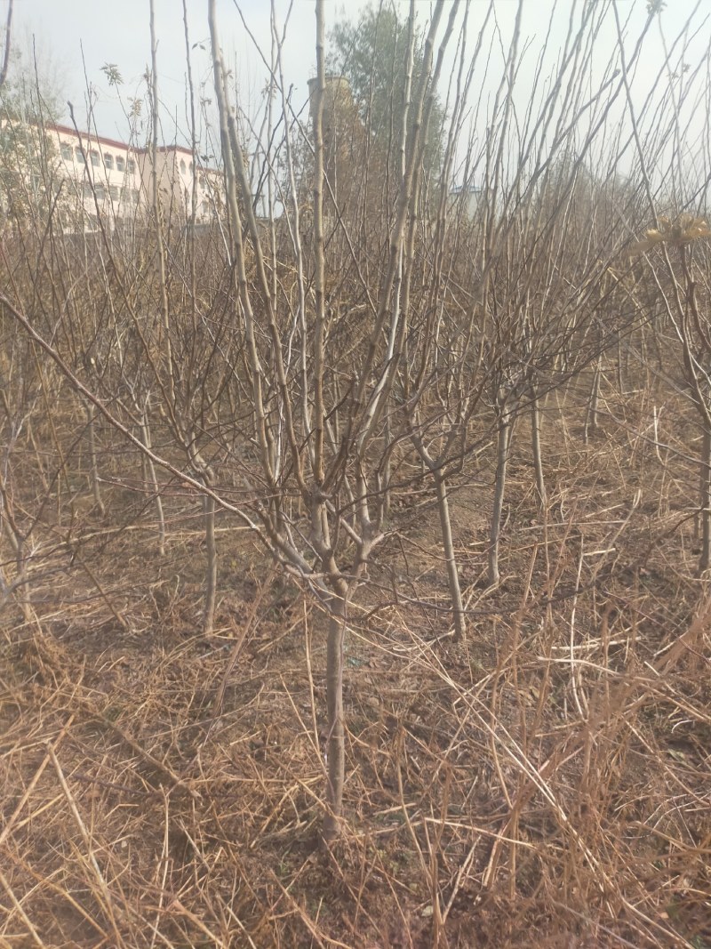 山楂苗