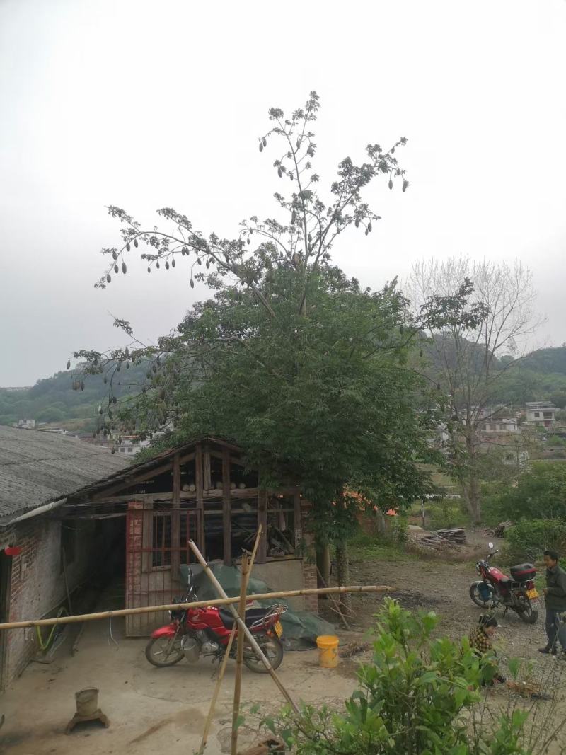 木棉树