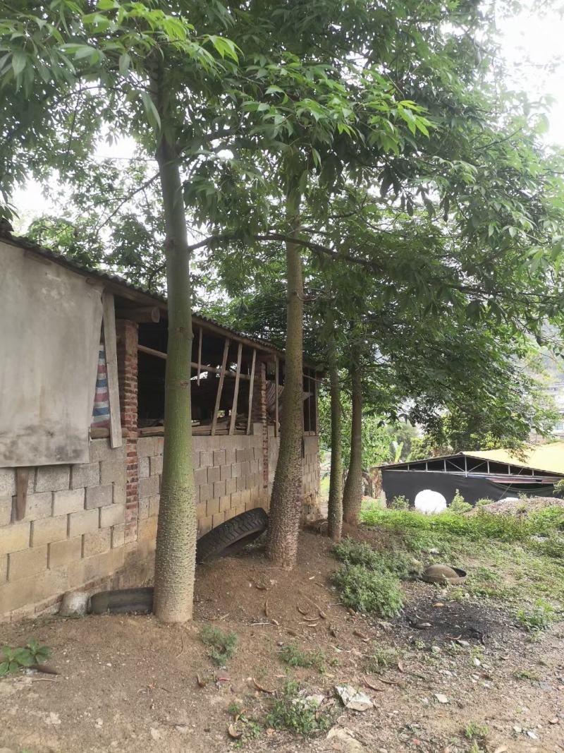 木棉树