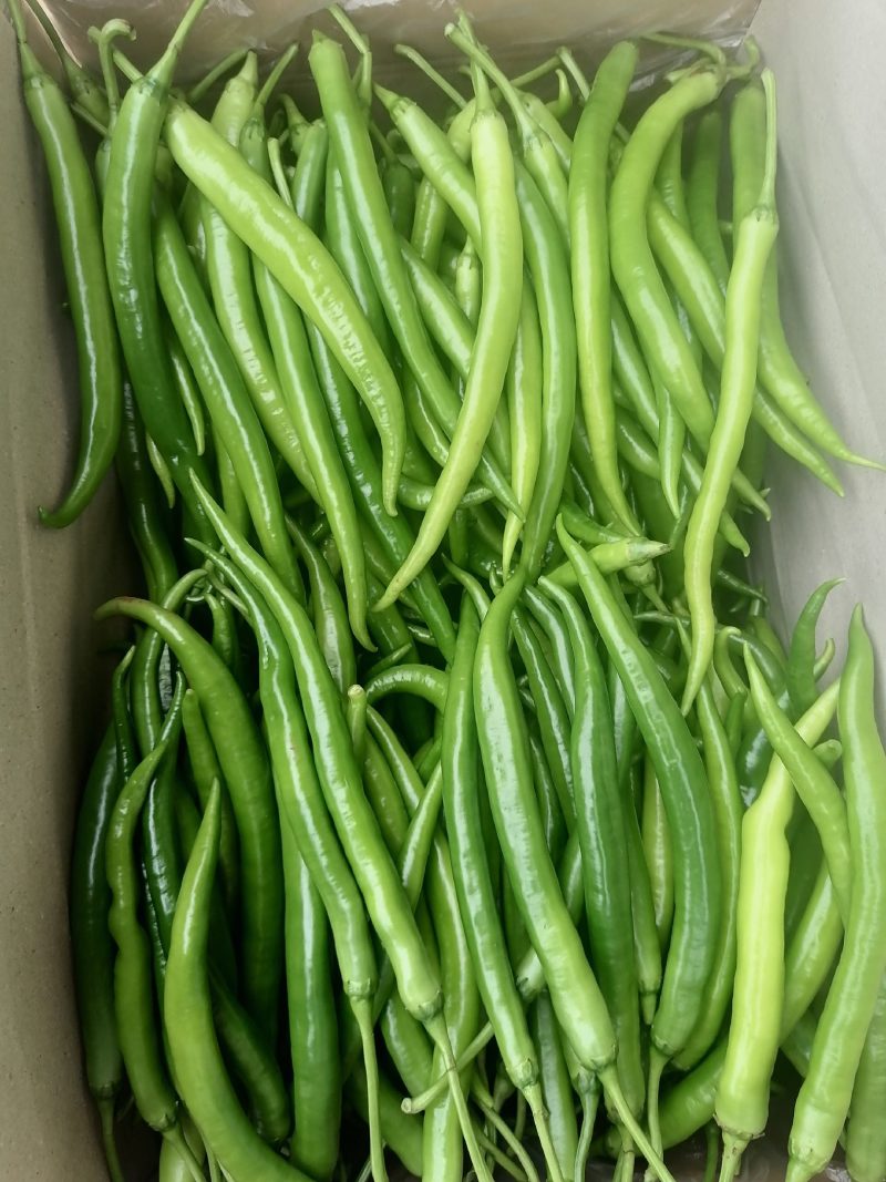 精品线椒