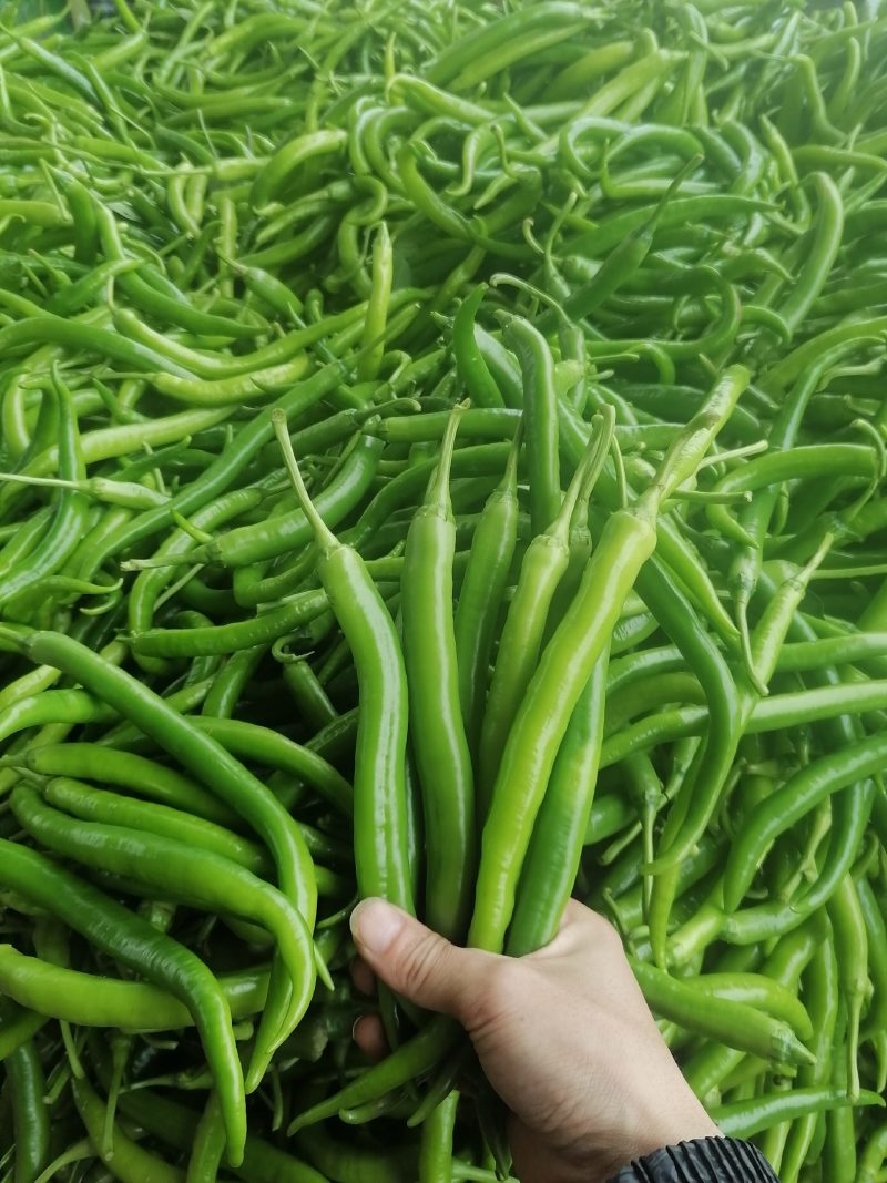 精品线椒