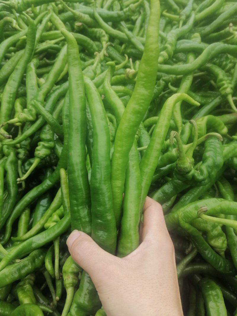 精品线椒