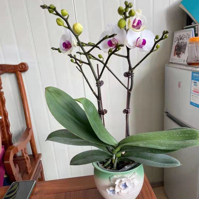 蝴蝶雪玉3寸双梗年宵花，白花红心，基地直发，一箱30