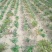 白芍苗子赤芍苗子规格齐全基地直供包回收