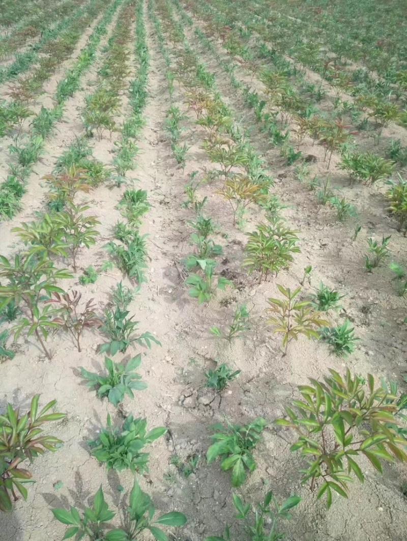 白芍苗子赤芍苗子规格齐全基地直供包回收