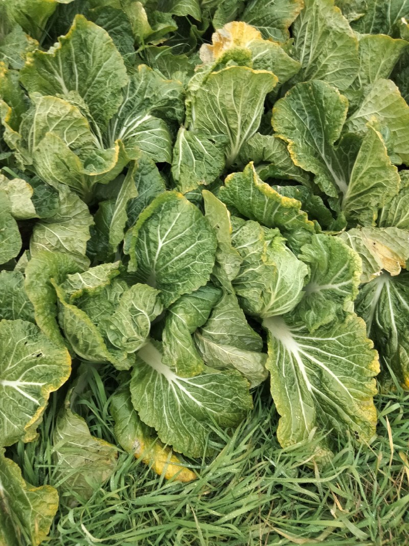 黄心秋喜产地直销欢迎客商喜讯联系白菜，，