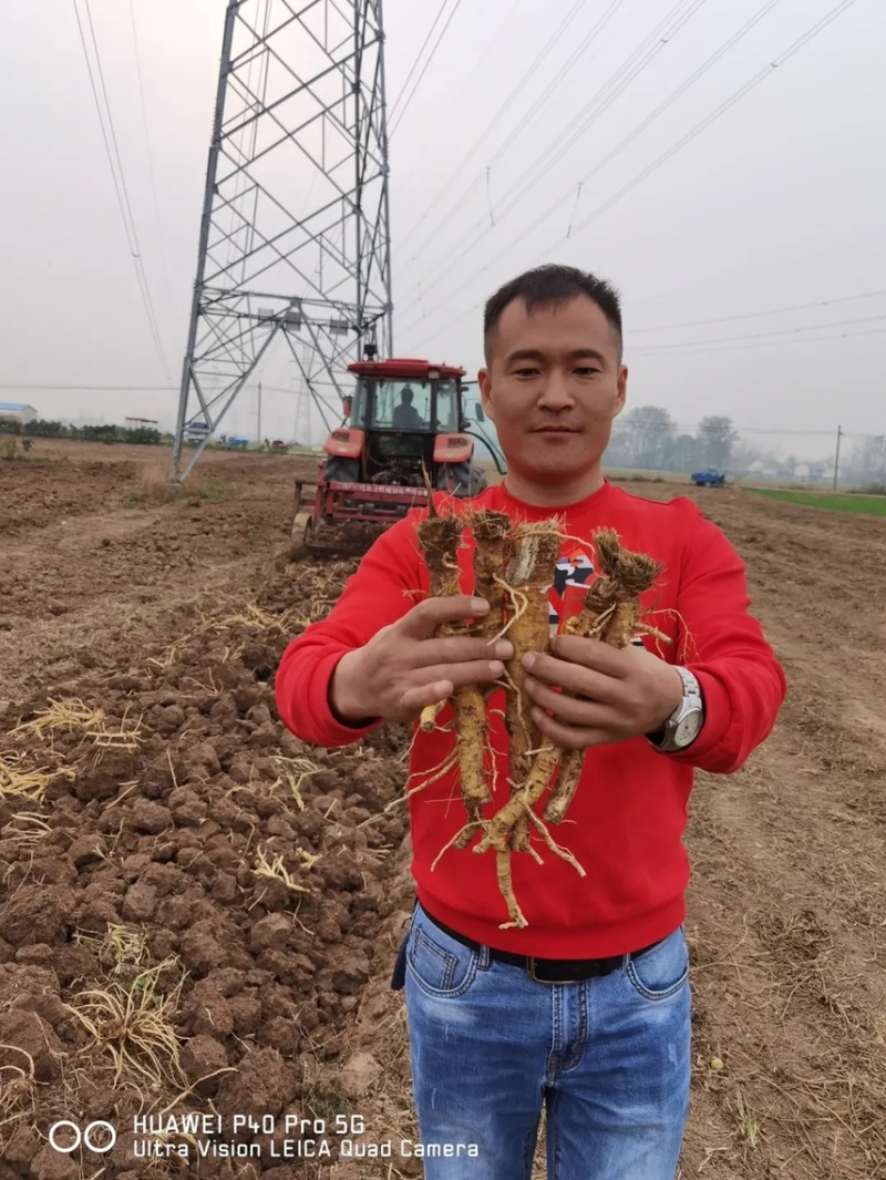 防风种子【精品放风条子统货规格齐全产地直供批发