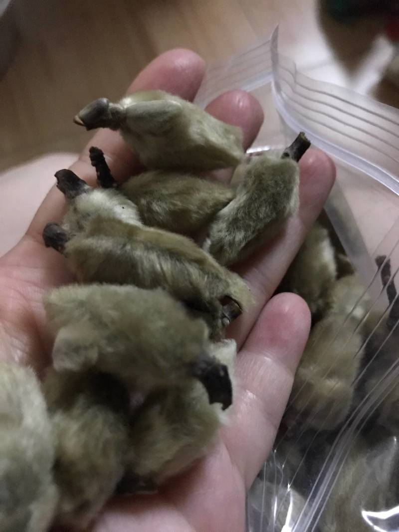 辛夷花，中药材批发零售辛夷花
