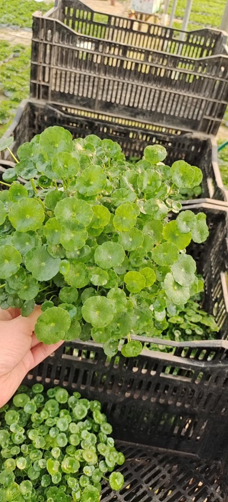 水培铜钱草，基地大量供应，货源充足诚信经营欢迎联系