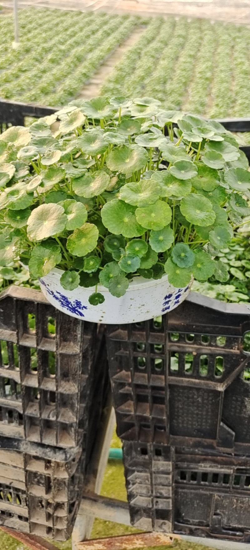 水培铜钱草，基地大量供应，货源充足诚信经营欢迎联系