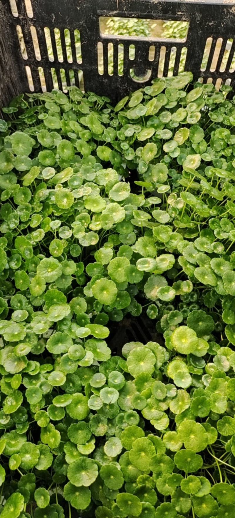 水培铜钱草，基地大量供应，货源充足诚信经营欢迎联系
