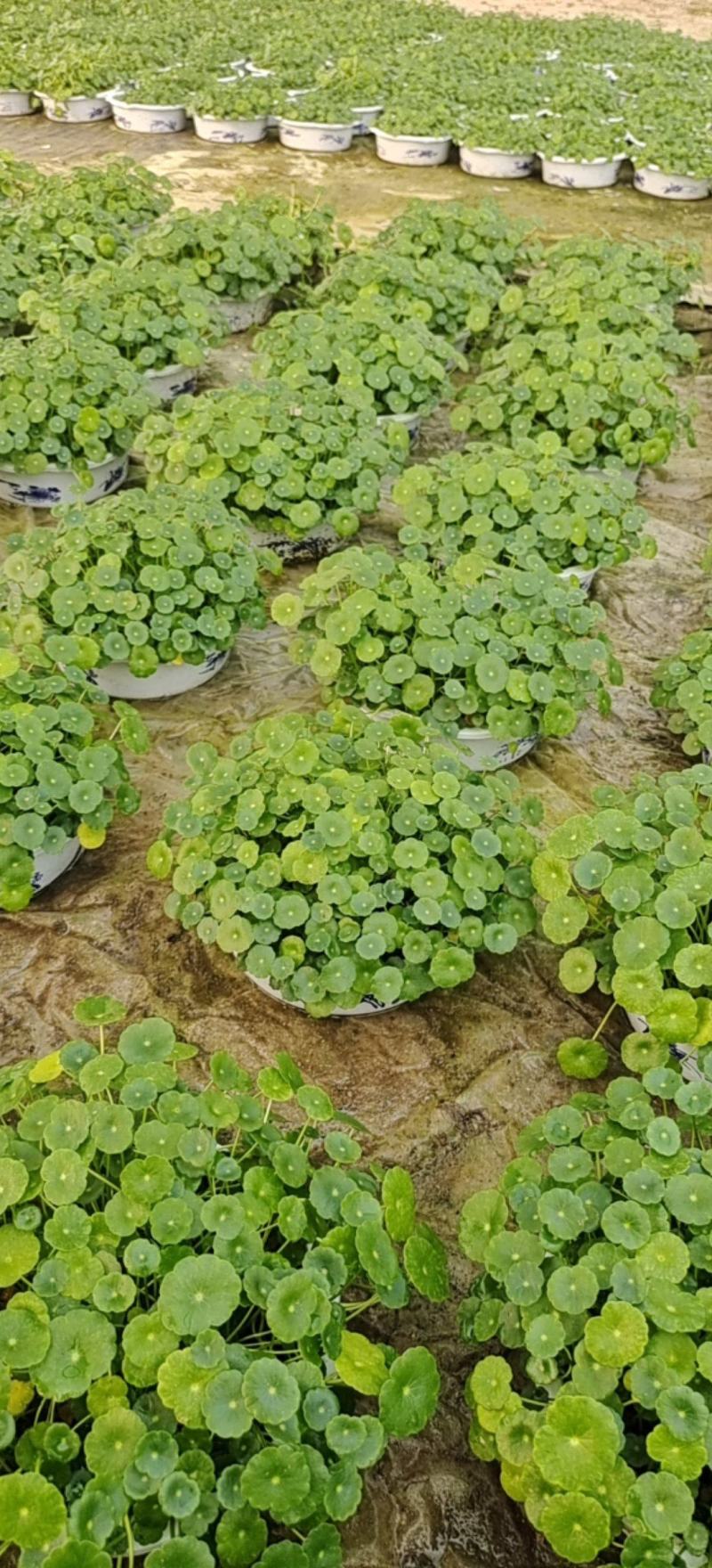水培铜钱草，基地大量供应，货源充足诚信经营欢迎联系
