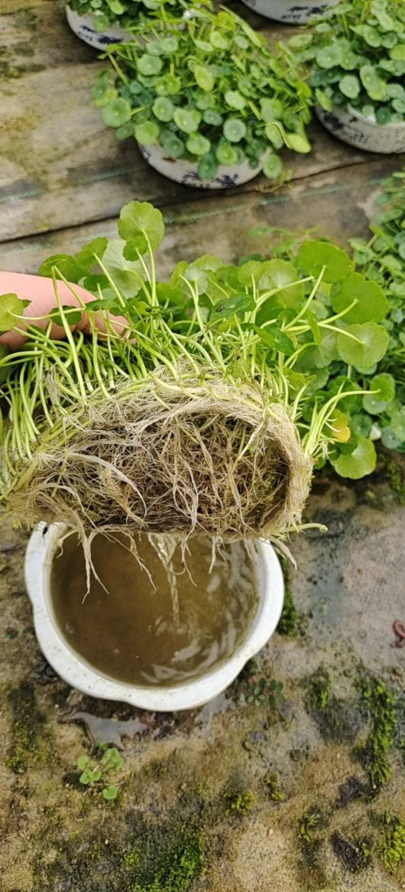 水培铜钱草，基地大量供应，货源充足诚信经营欢迎联系