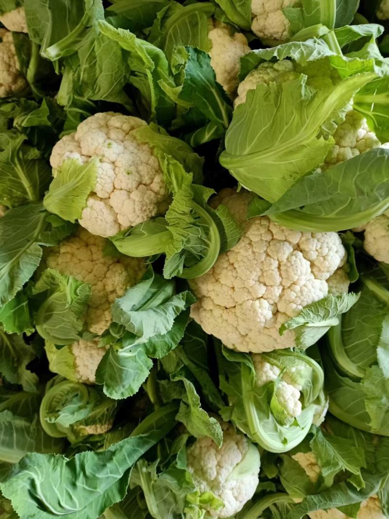 菜花，加工厂，商超，市场产地直供，货品质量保证，量大从优