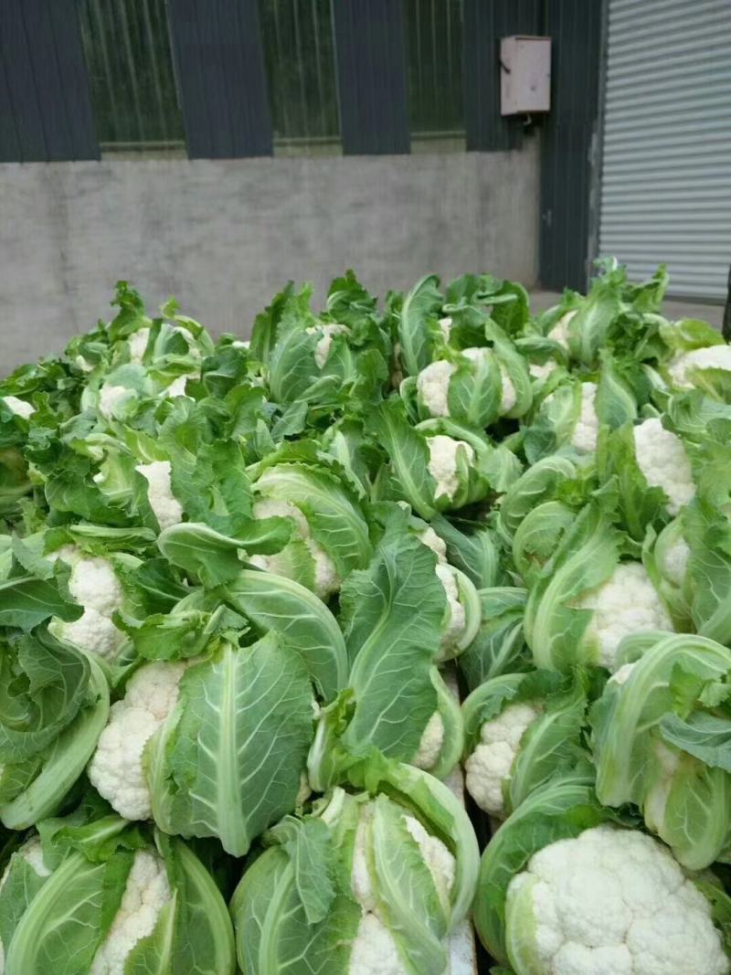 菜花，加工厂，商超，市场产地直供，货品质量保证，量大从优