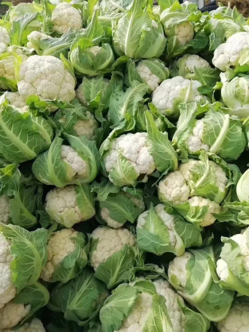 菜花，加工厂，商超，市场产地直供，货品质量保证，量大从优