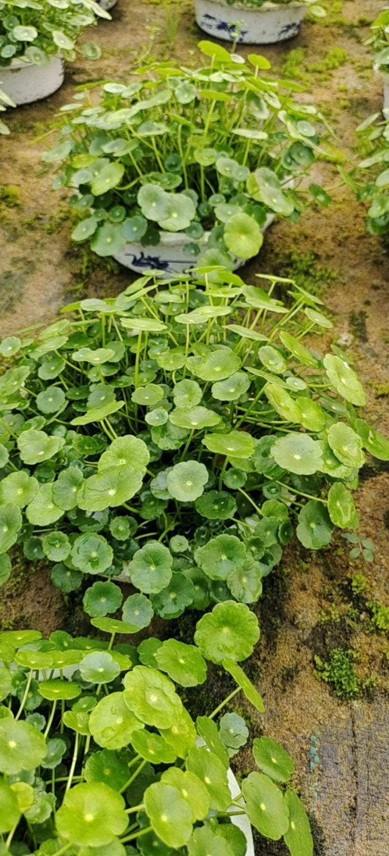 水培铜钱草，基地大量供应，货源充足诚信经营欢迎联系