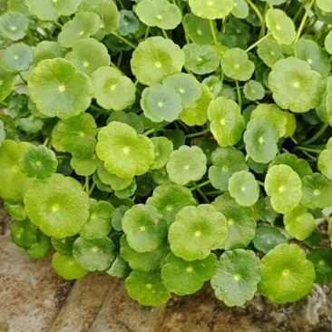 水培铜钱草，基地大量供应，货源充足诚信经营欢迎联系