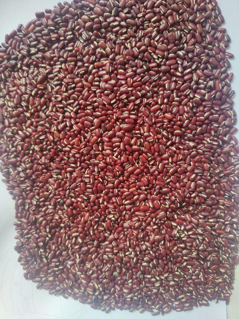 缅甸赤小豆，红竹豆，现100吨，先到先得！品质保证！