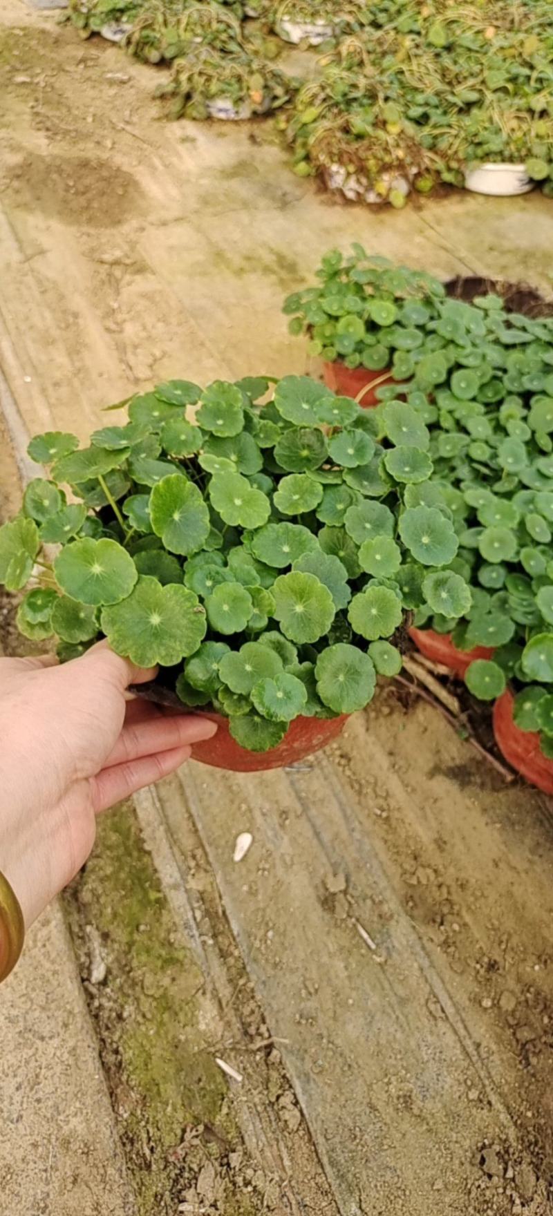 水培铜钱草，基地大量供应，货源充足诚信经营欢迎联系