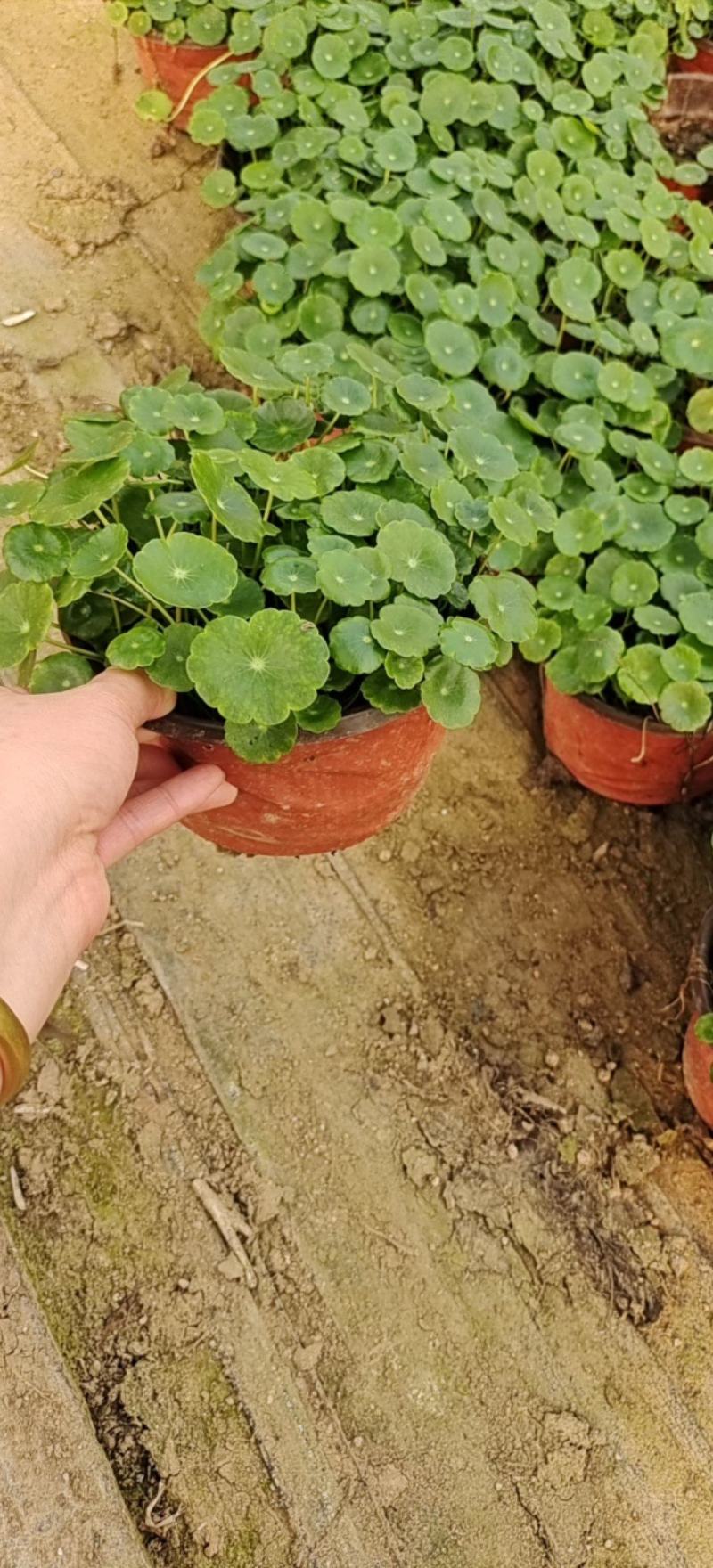 水培铜钱草，基地大量供应，货源充足诚信经营欢迎联系