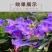 多年生矮牵牛种子混色四季种植易活盆栽花卉景观绿化庭院