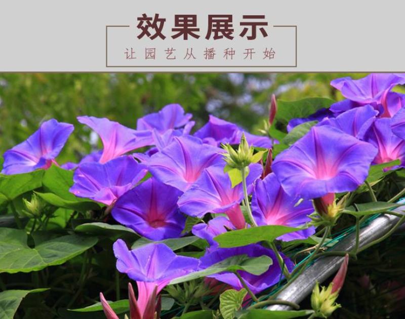多年生矮牵牛种子混色四季种植易活盆栽花卉景观绿化庭院