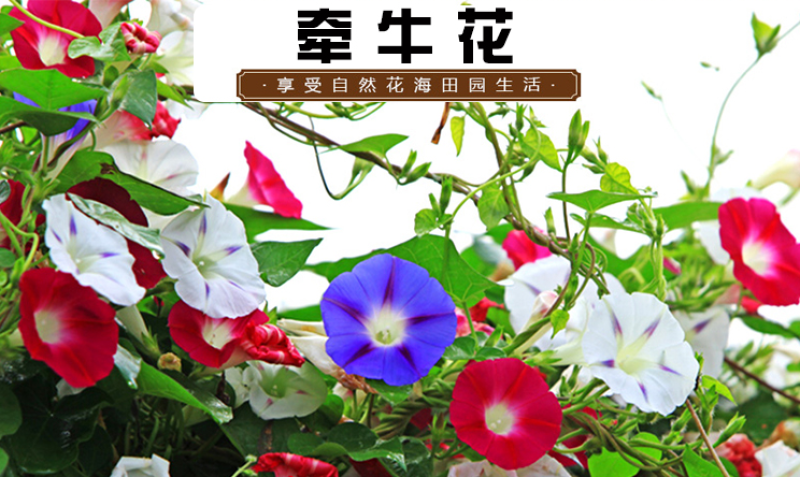 多年生矮牵牛种子混色四季种植易活盆栽花卉景观绿化庭院
