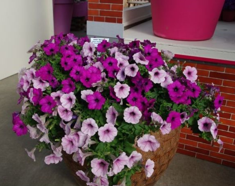 多年生矮牵牛种子混色四季种植易活盆栽花卉景观绿化庭院
