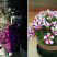 多年生矮牵牛种子混色四季种植易活盆栽花卉景观绿化庭院